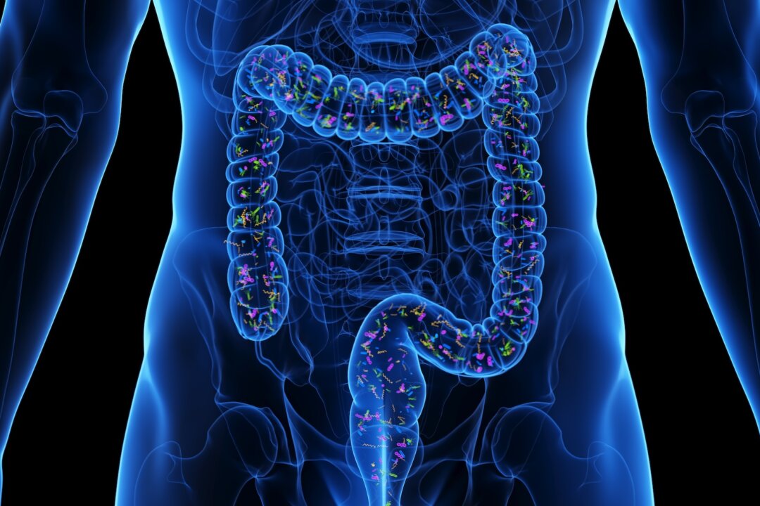 Survivability After Organ Transplant May Depend on Gut Microbiome: Study