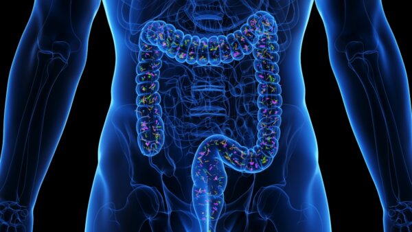 Survivability After Organ Transplant May Depend on Gut Microbiome: Study