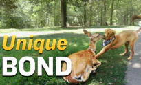 Unlikely Friendship: Deer Reveals Her Fawns to Golden Retriever Friend