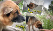 VIDEO: Hikers Find Dog With Mouth Zip-Tied Shut Abandoned in Hot Malibu Canyon Sun—Then Do This