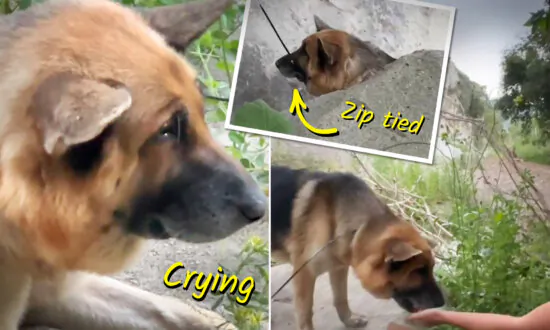 VIDEO: Hikers Find Dog With Mouth Zip-Tied Shut Abandoned in Hot Malibu Canyon Sun—Then Do This