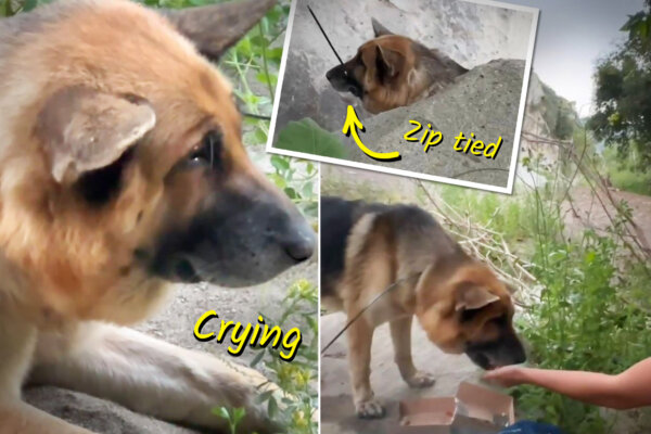 VIDEO: Hikers Find Dog With Mouth Zip-Tied Shut Abandoned in Hot Malibu Canyon Sun—Then Do This