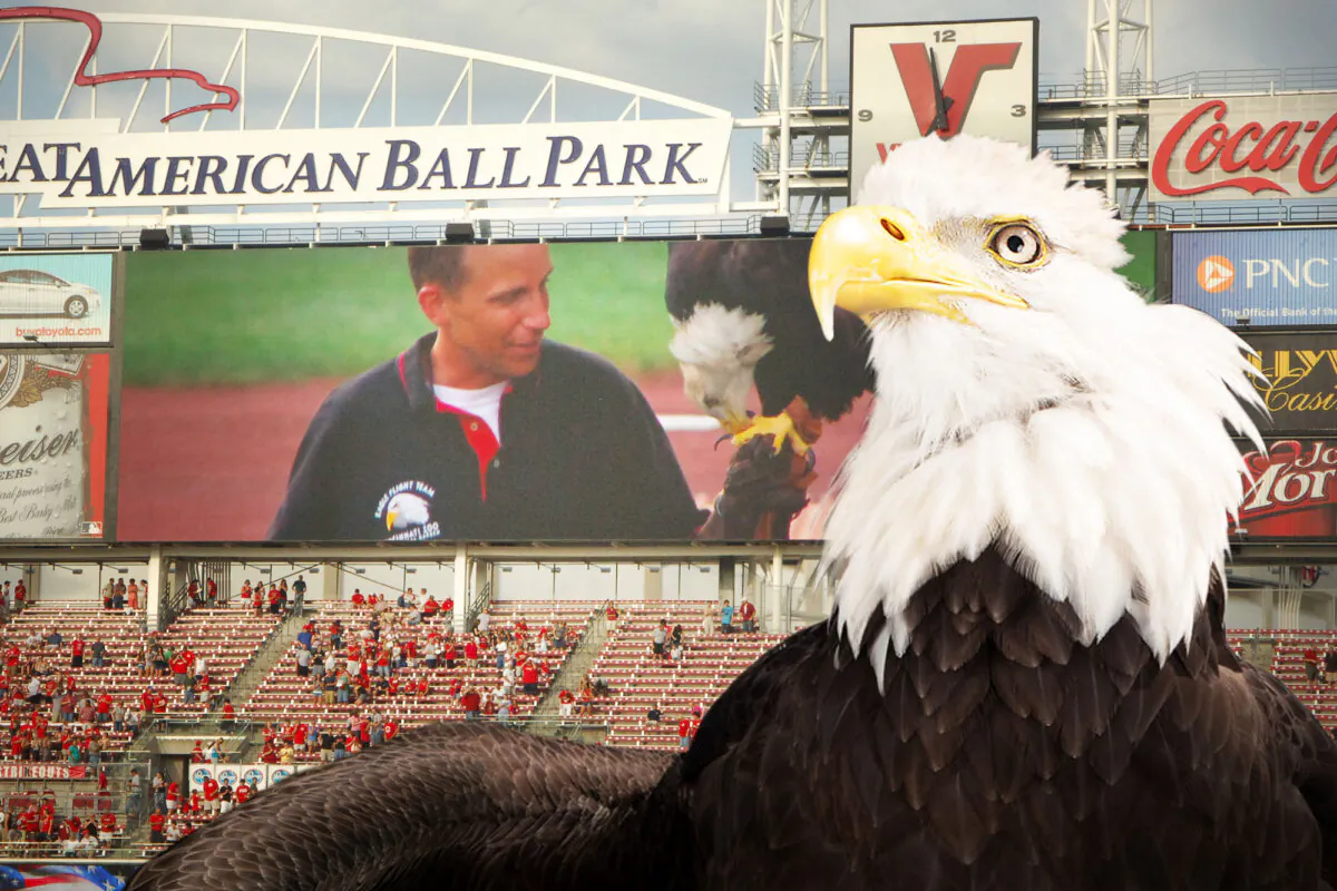 Sam the bald eagle with the Great American Ball Park in the background. (Illustration by The Epoch Times, Courtesy of Cincinnati Zoo & Botanical Garden)