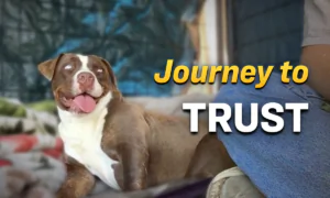 Abandoned Mama Dog Rescued After 15 Months Surviving on Her Own