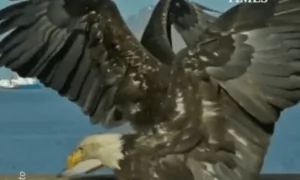 Eagle in Slow Motion