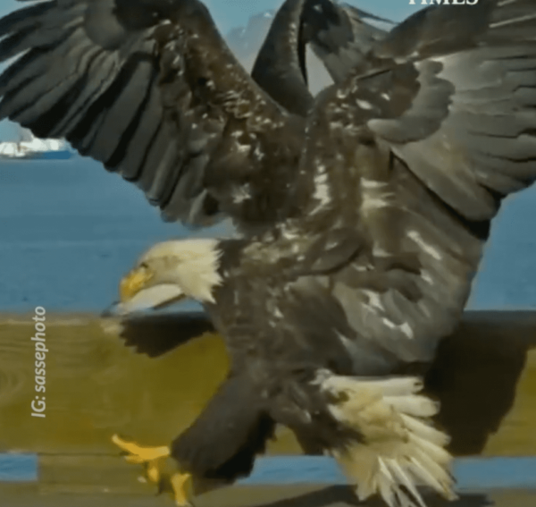 Eagle in Slow Motion