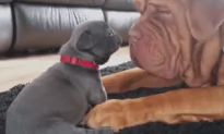 Dogue de Bordeaux Plays With French Bulldog Puppy