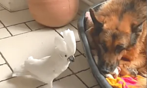 Tired Doggy Ignores Barking Birdie