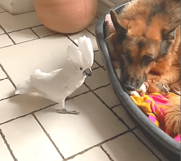 Tired Doggy Ignores Barking Birdie