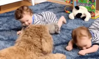 Twin Babies Enjoy Playtime With Labradoodle Dog