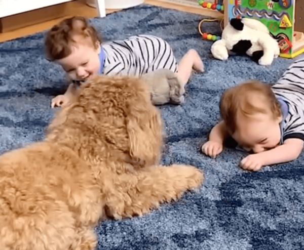 Twin Babies Enjoy Playtime With Labradoodle Dog