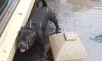 Belly Rubs From Rain Drops