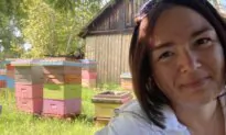 Beekeeper Gets Some Answers After Mysterious Death of 1.2 Million Bees