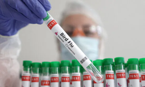 Minister Warns the New Bird Flu Variant Could Land in Australia Soon