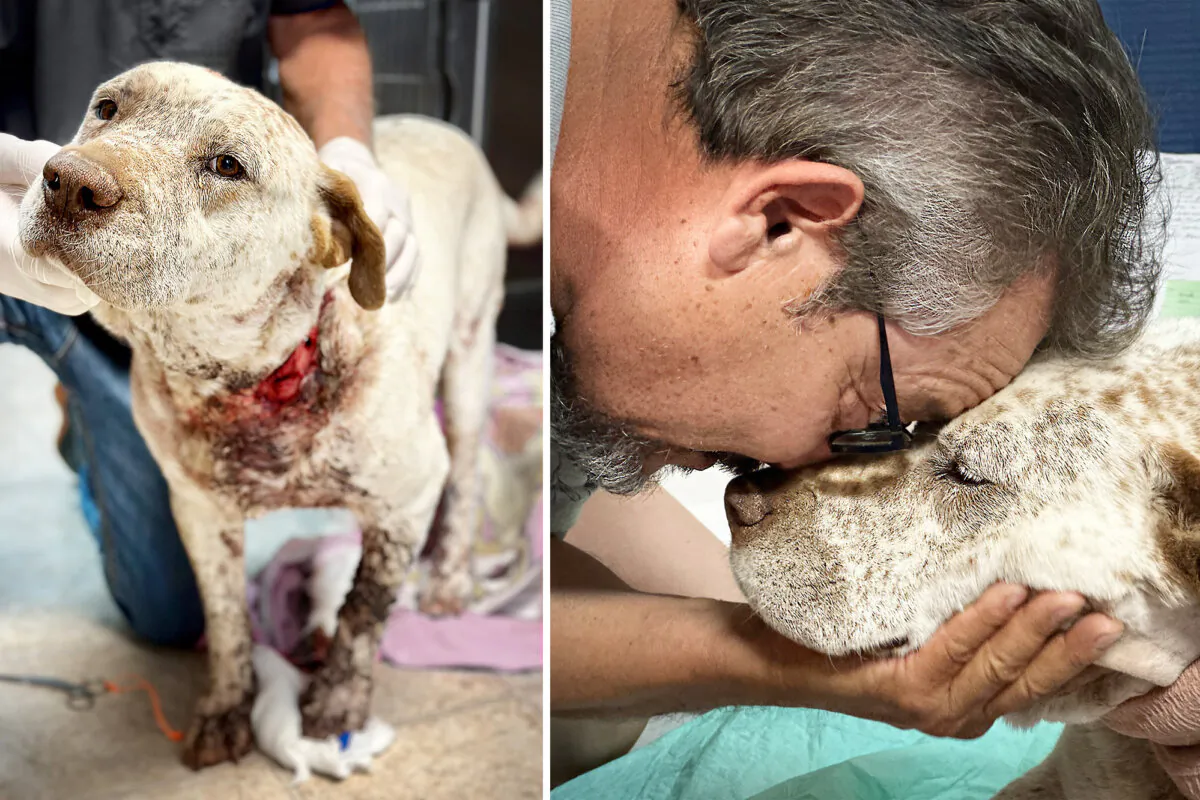 Poncho and Mr. Martinez. (Courtesy of Espanola Humane via Mattie Allen)