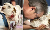 Loyal Pit Bull Gets Knifed Protecting Owner From Home Invader, Nearly Dies—Now Here’s His Reward