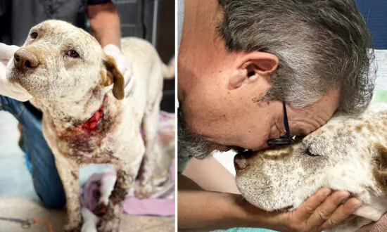 Loyal Pit Bull Gets Knifed Protecting Owner From Home Invader, Nearly Dies—Now Here’s His Reward