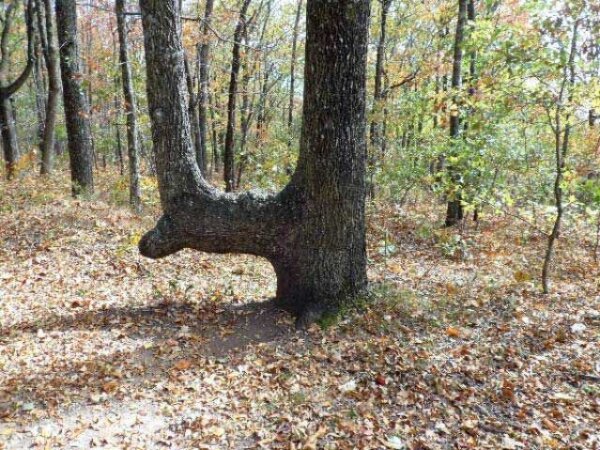 Trail Trees Are an Often Invisible Messages From Past Travelers