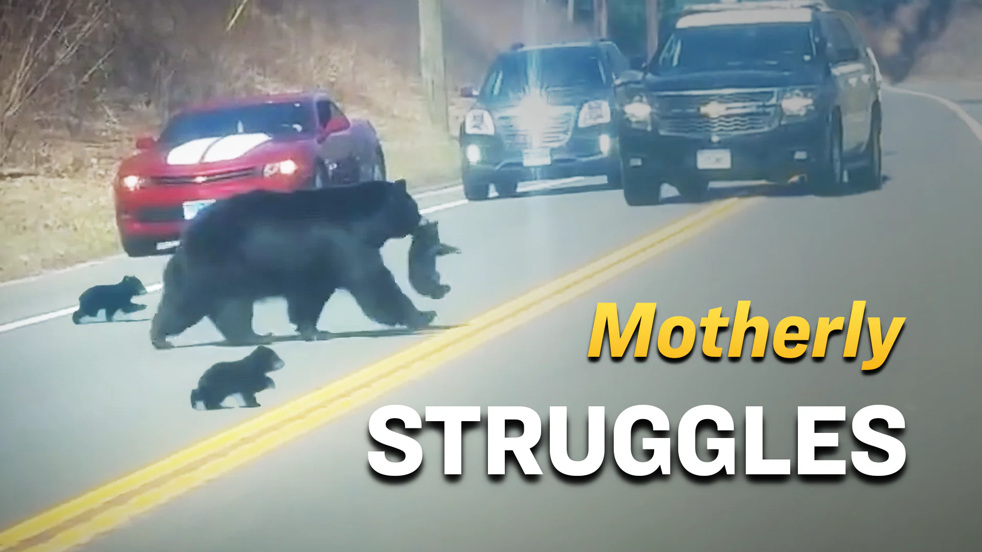 Mother Bear Faces Challenges With Her Four Playful Cubs