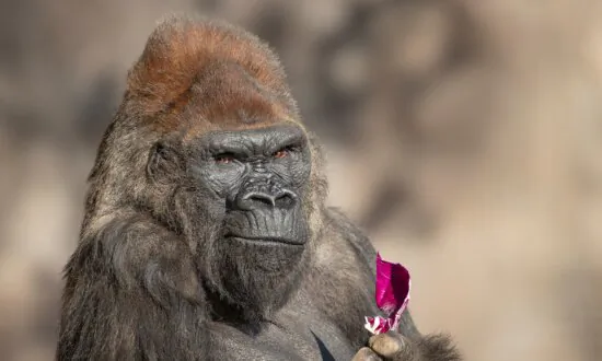 San Diego Zoo Safari Park Gorilla Dies at Age 52