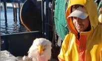 Eagle Steals Fish From Fisherman