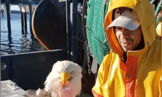 Eagle Steals Fish From Fisherman