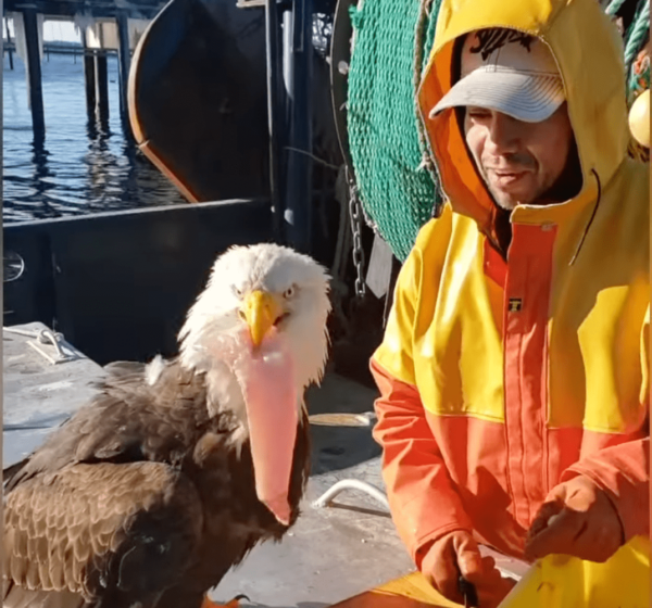 Eagle Steals Fish From Fisherman