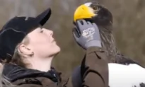Vitus the Eagle