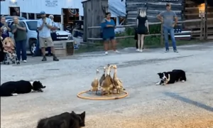 Incredible Dogs Herd Ducks