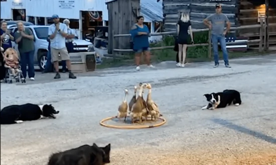 Incredible Dogs Herd Ducks