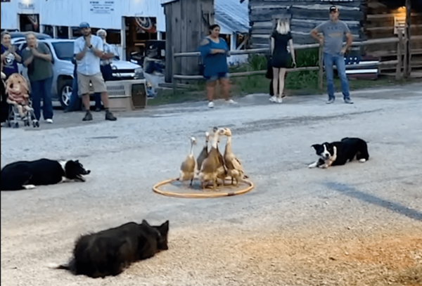 Incredible Dogs Herd Ducks