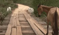 Man Rescues Young Horse From Bridge