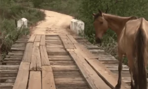Man Rescues Young Horse From Bridge