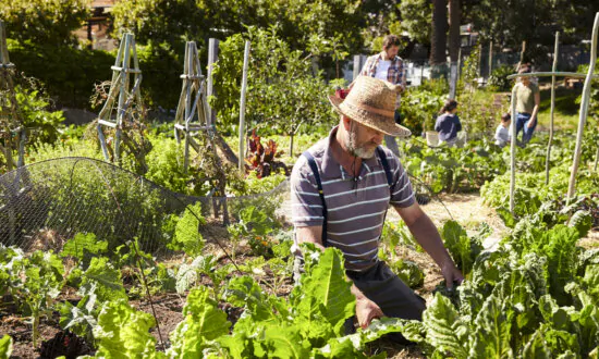 Gardening Boosts Health Perceptions for Older Cancer Survivors