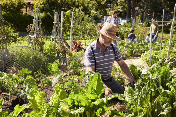 Gardening Boosts Health Perceptions for Older Cancer Survivors