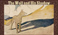 Wolf Swells With Pride Seeing His Big Shadow—Just Then a Massive Shadow Blocks Him Out