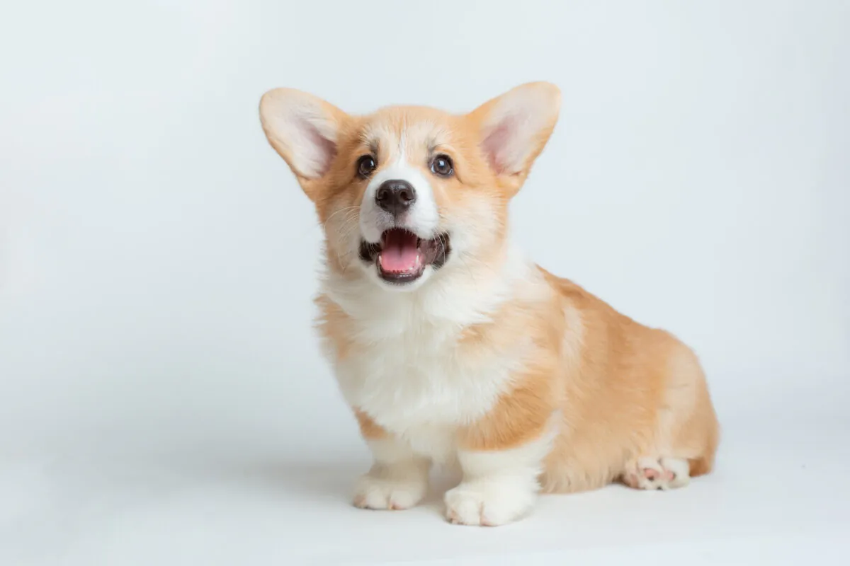 A new puppy brings joy to the home. (OlesyaPogosskaya/Shutterstock)