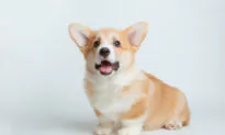 Getting Ready for a New Puppy