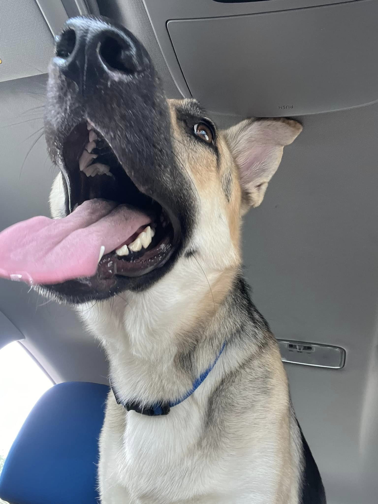 Abby was trapped in a hot car with a cat and pitbull.