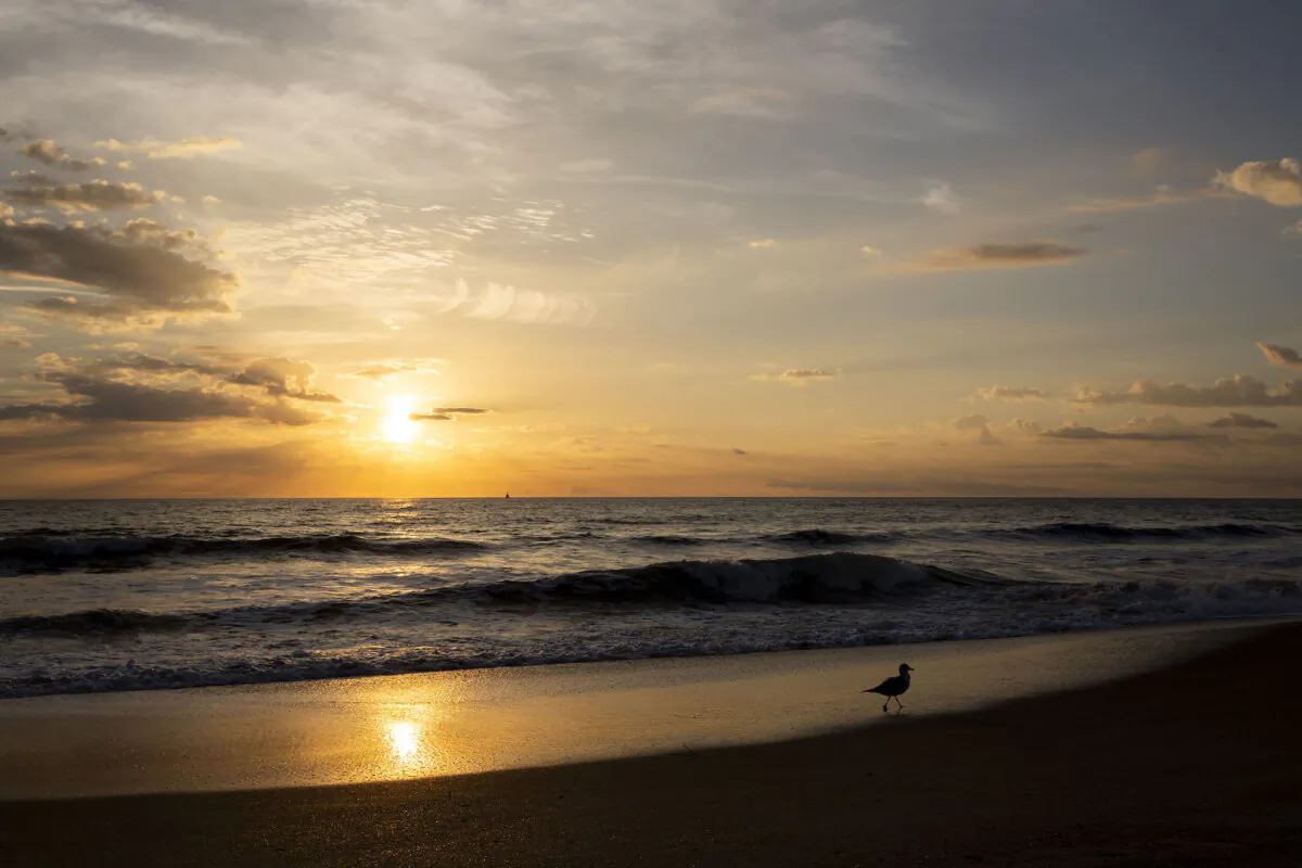 Anastasia State Park is home to a variety of wildlife, including several protected species like the Anastasia Island beach mouse and the Southeastern American kestrel. (Patrick Connolly/Orlando Sentinel)