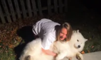 Samoyed Does Not Want to Come Inside for Bed