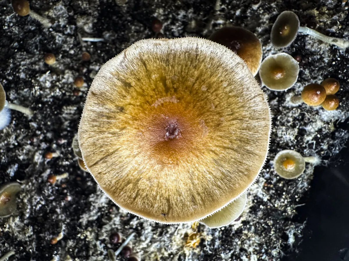 Psilocybin mushrooms stand ready for harvest in a humidified "fruiting chamber" in the basement of a private home in Fairfield County, Conn., on July 27, 2023.  (John Moore/Getty Images)