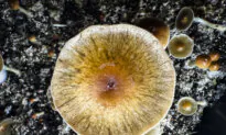 Some Mushroom-Infused Gummies Contain Illegal Substances: CDC