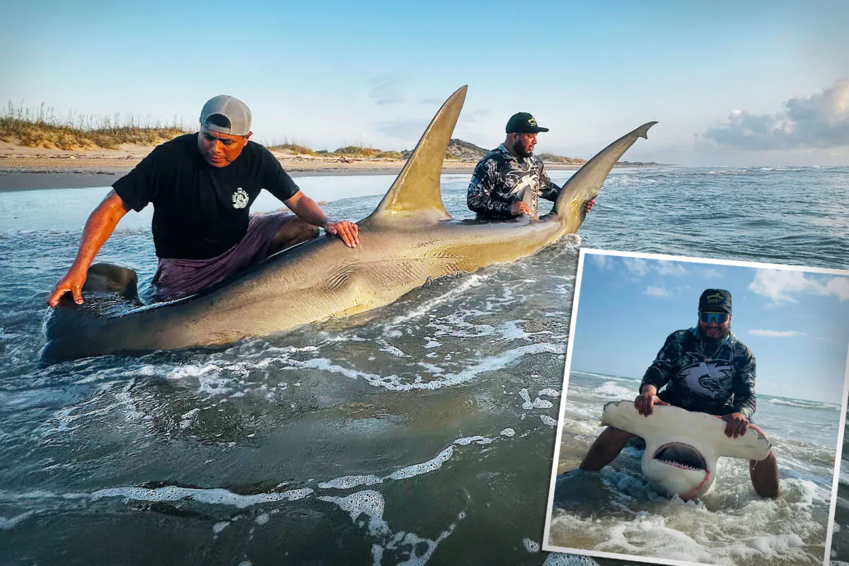 Texan Rodrigo Rodriguez caught a huge hammerhead shark that measured 13 feet, 2 inches, on Saturday, June 8. (Illustration by The Epoch Times, Courtesy of Rodrigo Rodriguez)