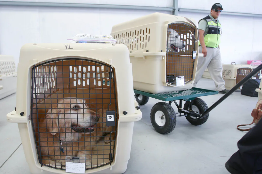 Pets are loaded for take-off in the Los Angeles-area city of Hawthorne, Calif., in this file photo. (David McNew/Getty Images)
