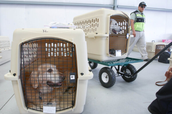 Senators Push Back on New CDC Mandate for Importing Dogs