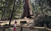 Walking With Giants: Grant Grove’s Historic Sequoia Trail and Village 