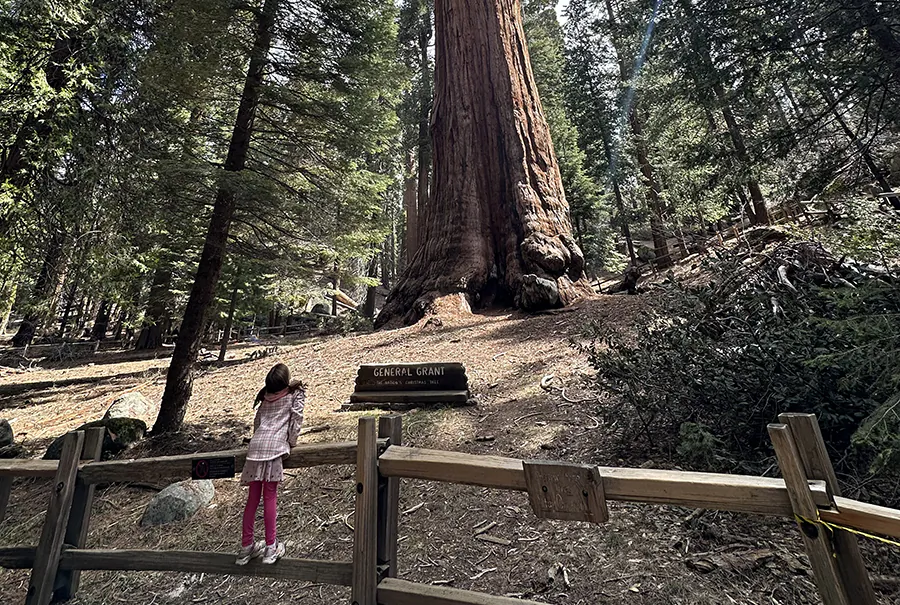 A visitor looks up at the General Grant Tree in Kings Canyon National Park, Calif., on May 8, 2024. (Summer Lane/The Epoch Times)

