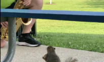 Squirrel Enjoys Listening to the Saxophone at the Park