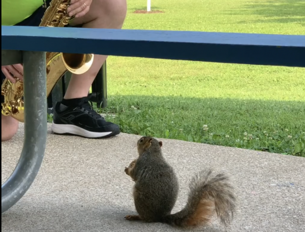 Squirrel Enjoys Listening to the Saxophone at the Park